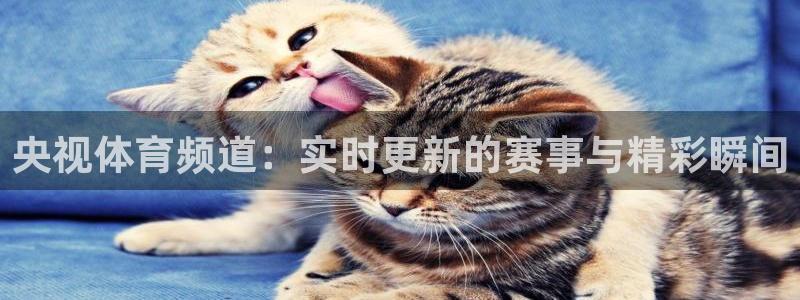 熊猫怎样直播：央视体育频道：实时更新的赛事与精彩瞬间